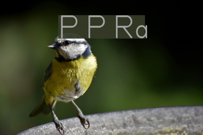 Primer Print Regular Font examples