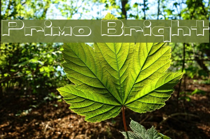 Primo Bright Example 1