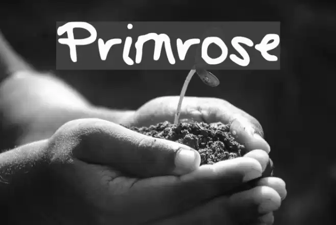 Primrose Font examples