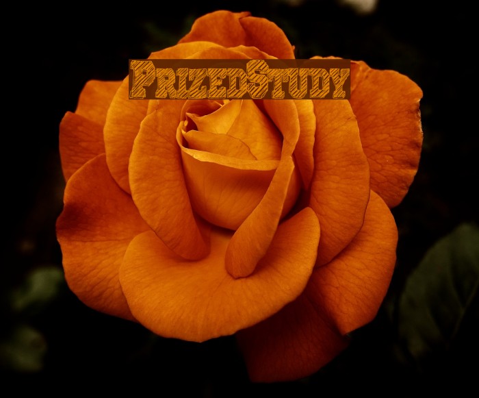 PrizedStudy Font examples