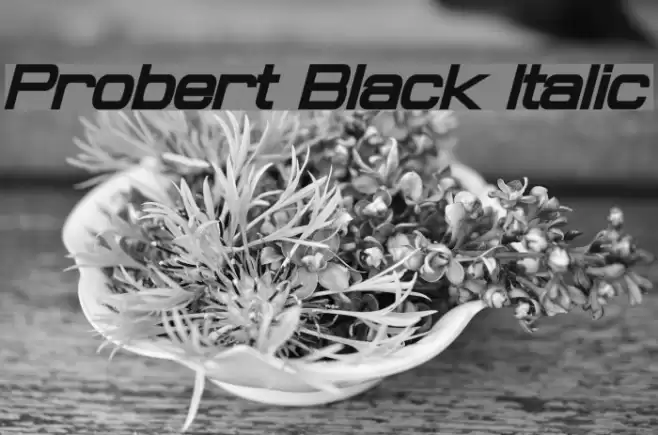 Probert Black Italic Schriftart examples