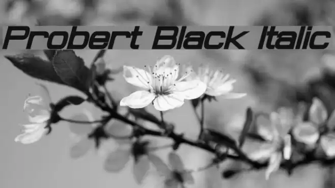 Probert Black Italic Schriftart examples