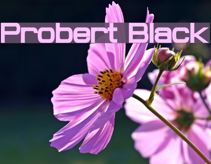 Probert Black Font examples