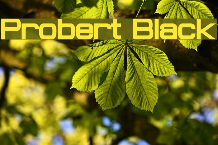 Probert Black Font examples