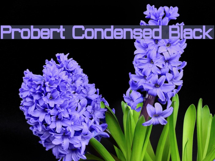 Probert Condensed Black Font examples