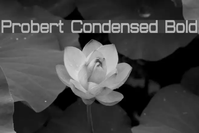 Probert Condensed Bold Fuentes examples