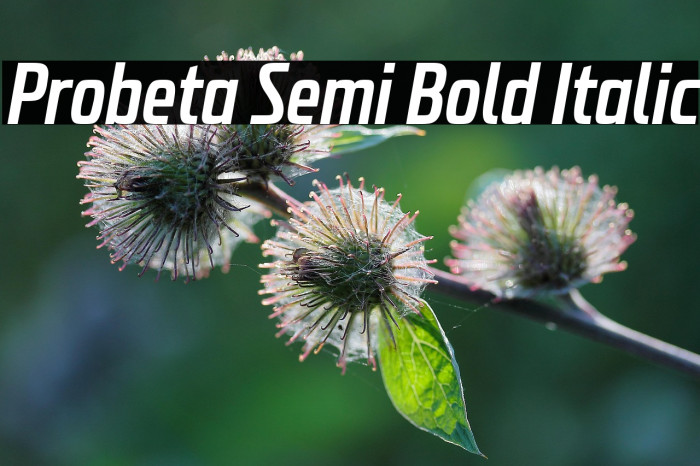 Probeta Semi Bold Italic Example 2