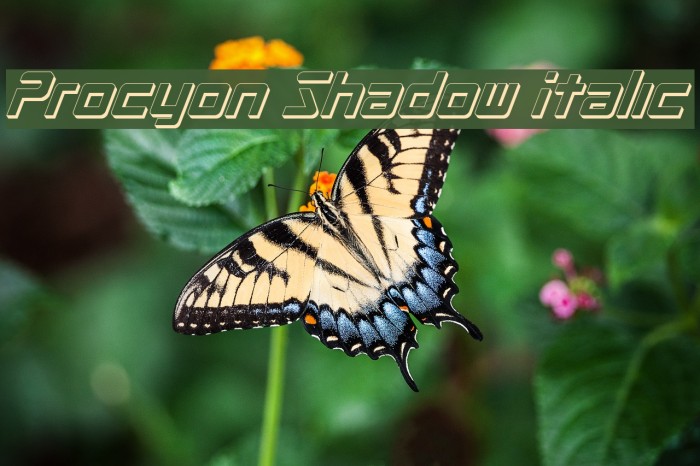 Procyon Shadow Italic Example 3