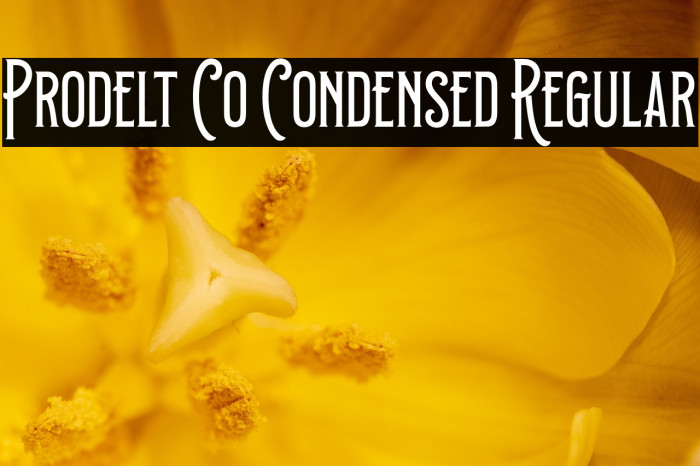 Prodelt Co Condensed Regular Example 3
