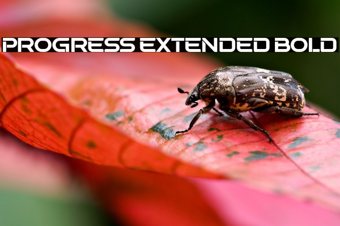 Progress Extended Bold Example 2