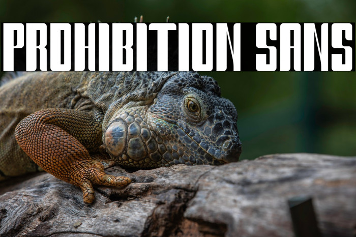 Prohibition Sans Example 3