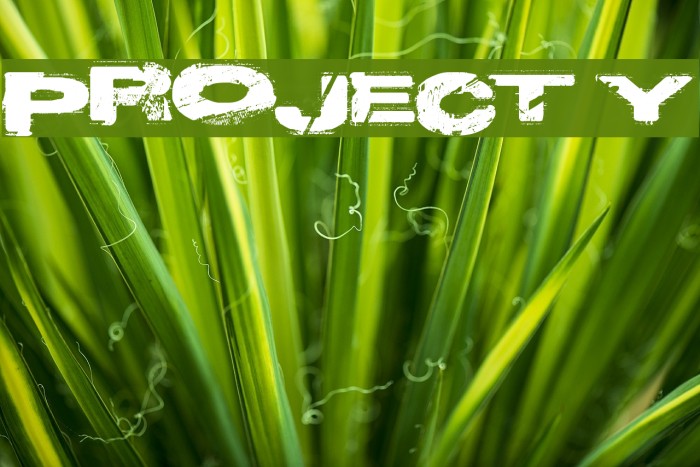 Project Y Font examples