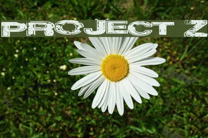 Project Z Font examples