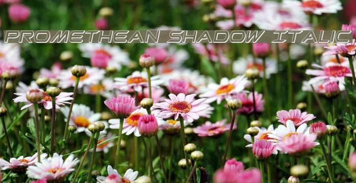 Promethean Shadow Italic Font examples
