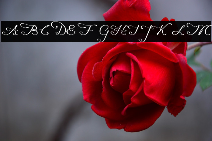 Promocyja Regular Example 1