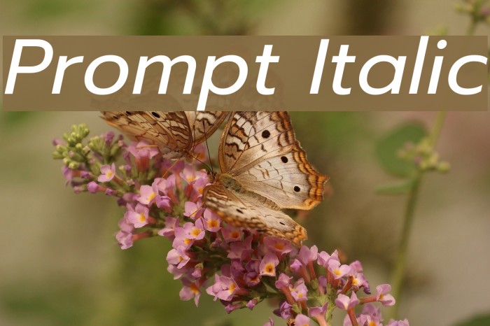 Prompt Italic Font examples