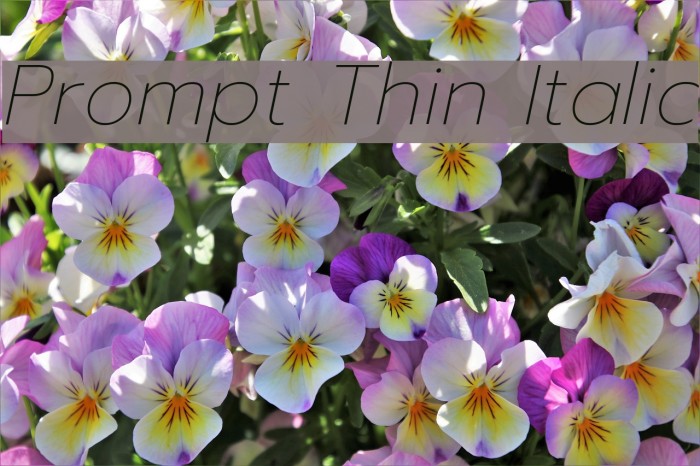 Prompt Thin Italic Font examples