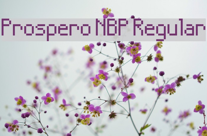 Prospero NBP Regular Font examples