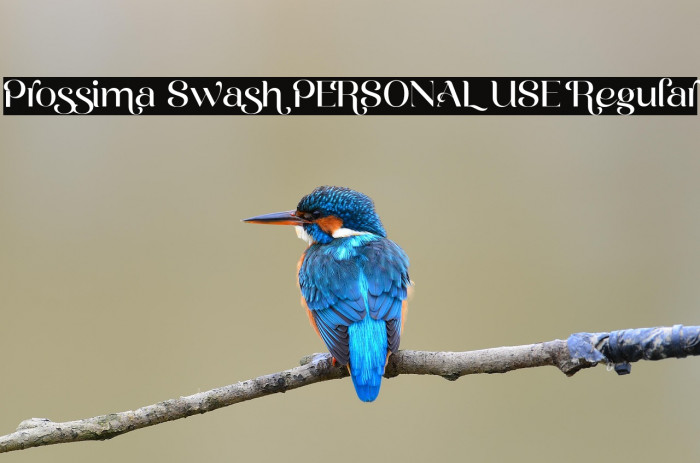 Prossima Swash PERSONAL USE Regular Example 3