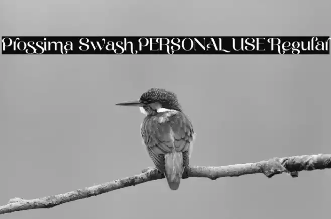 Prossima Swash PERSONAL USE Regular Font examples