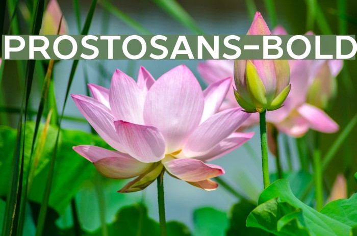 ProstoSans-Bold Font examples
