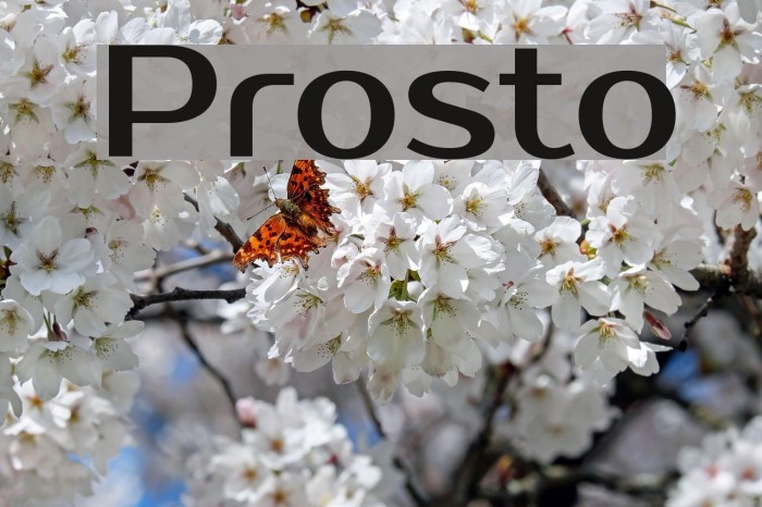 Prosto Font examples