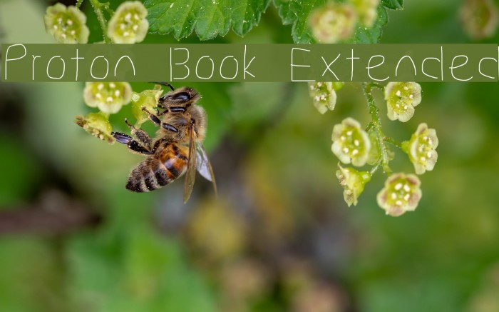 Proton Book Extended Font examples