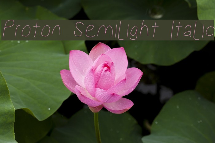 Proton Semilight Italic Example 3