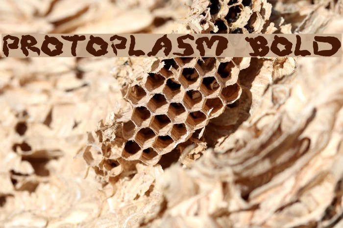 Protoplasm Bold Font examples