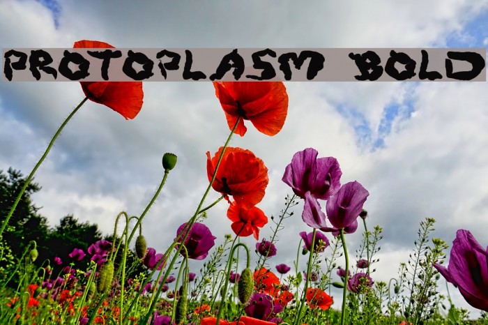 Protoplasm Bold Font examples