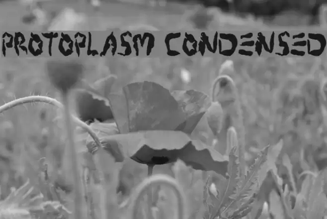Protoplasm Condensed Font examples