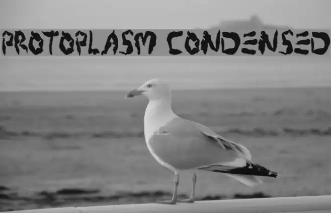 Protoplasm Condensed Font examples