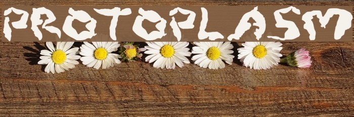 Protoplasm Font examples