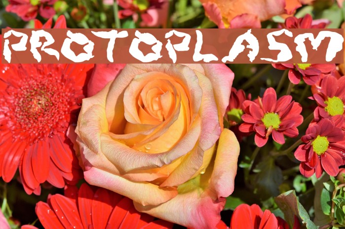 Protoplasm Font examples