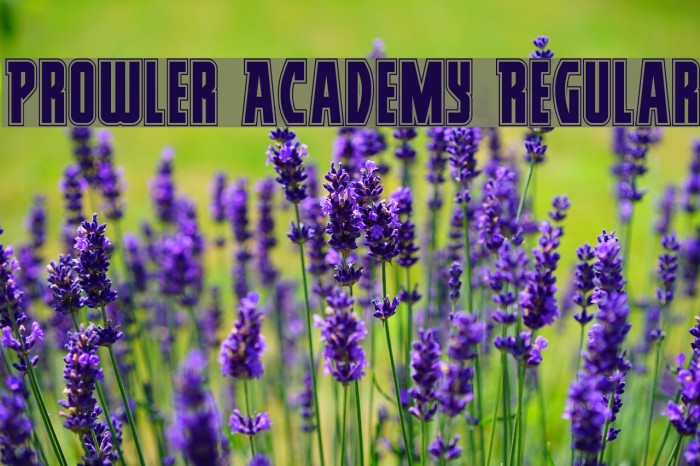 Prowler Academy Regular Example 3