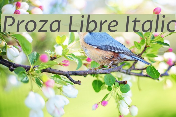 Proza Libre Italic Font examples