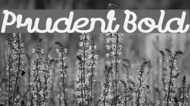 Prudent Bold Font examples