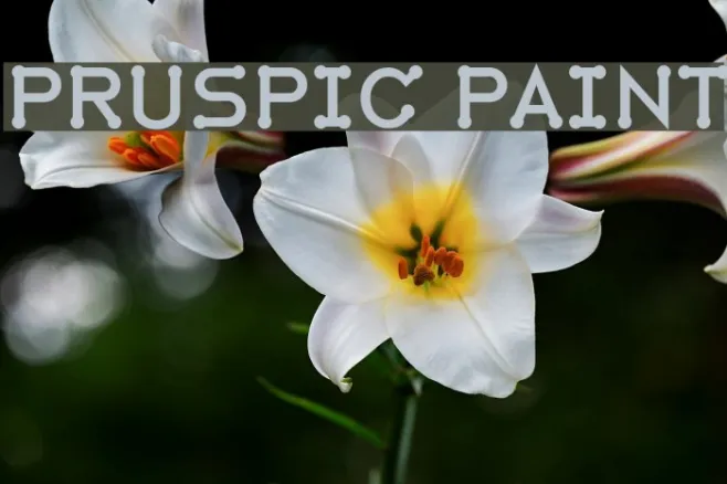 Pruspic Paint Example 3