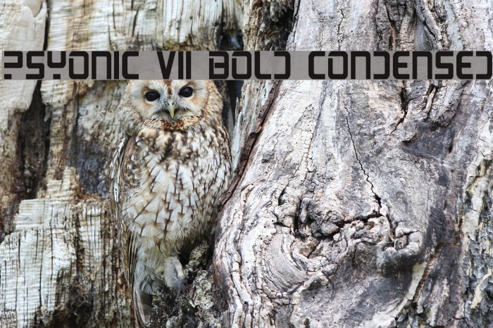 PsYonic VII Bold Condensed Font examples