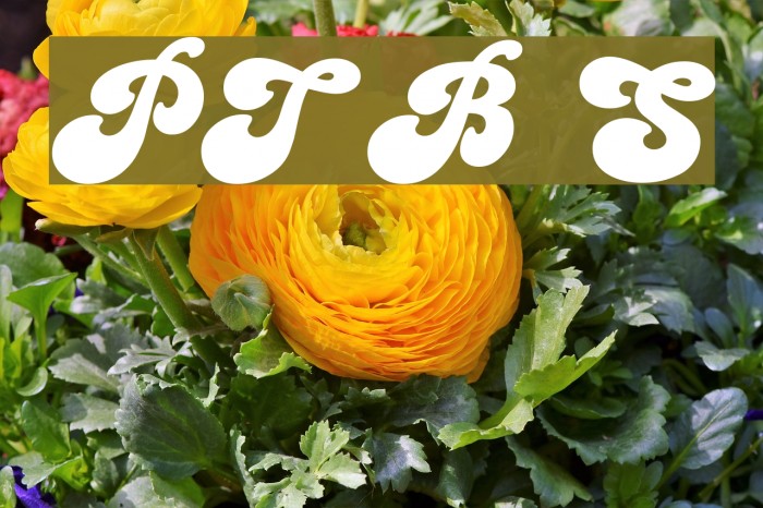 PT Banana Split Font examples