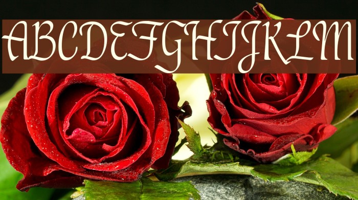 PT Lullaby Font examples