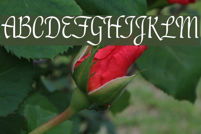 PT Lullaby Font examples