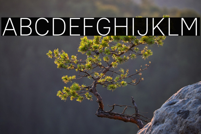 PT Root UI Light Example 1