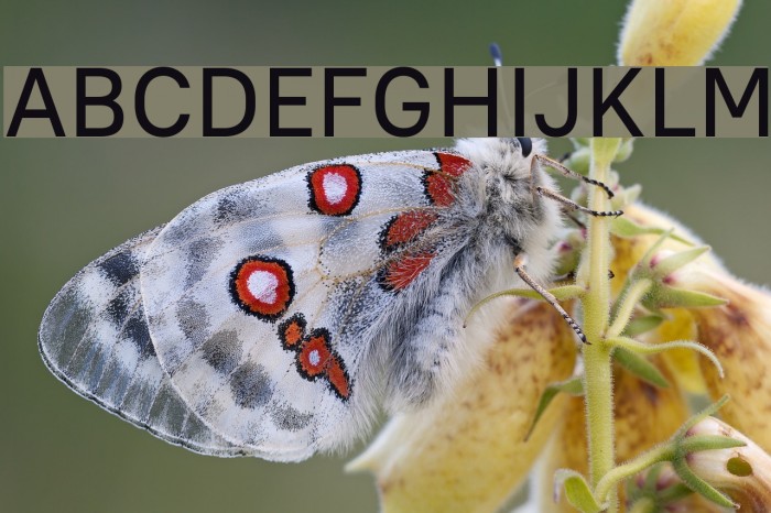 PT Root UI Medium Example 2