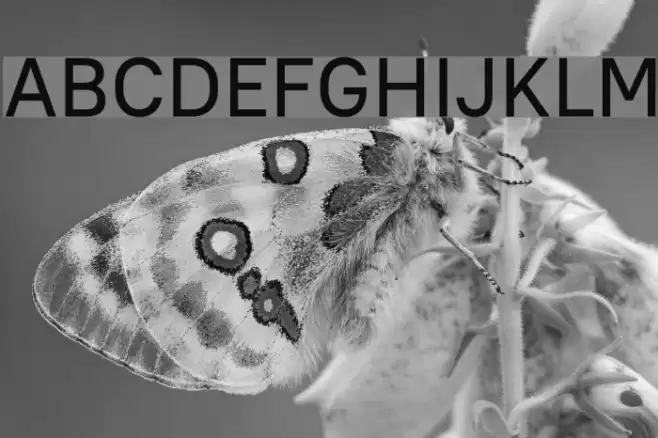 PT Root UI Medium Font examples