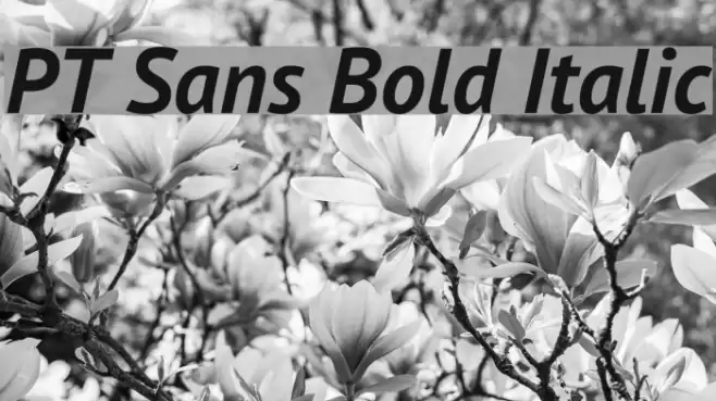 PT Sans Bold Italic Font examples