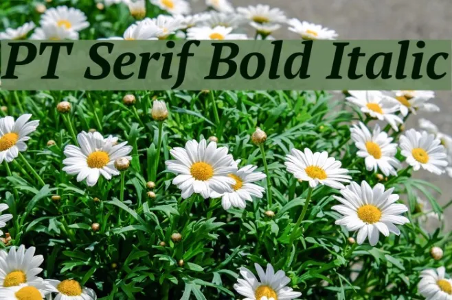 PT Serif Bold Italic Example 1
