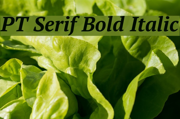 PT Serif Bold Italic Font examples