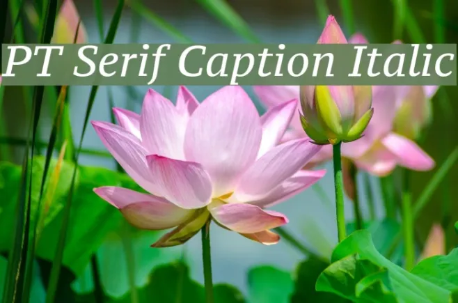 PT Serif Caption Italic Example 3