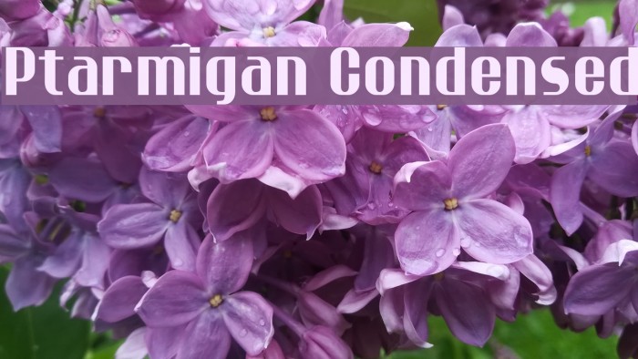 Ptarmigan Condensed Font examples